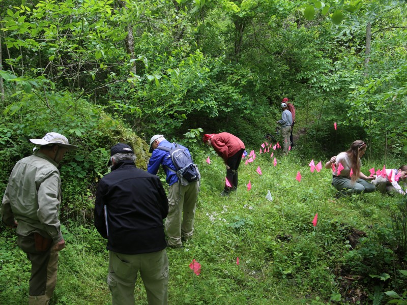 Athens Conservancy carves a path for plant that once relied on buffalo
