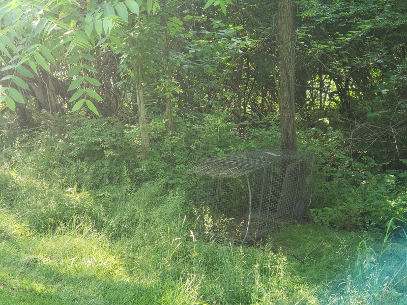 Cage in the woods to catch a stray dog.