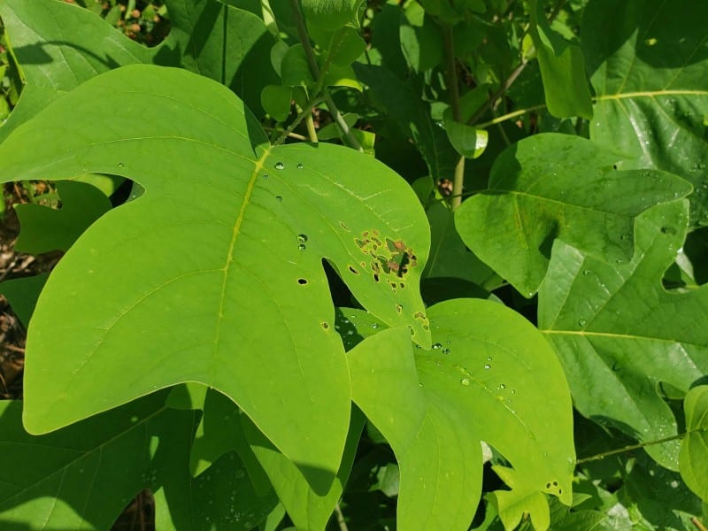 Close up of tulip popular leaves