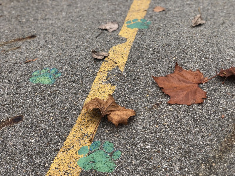 paw prints and fallen leaves on the Chauncey Pet Memorial Rainbow Bridge
