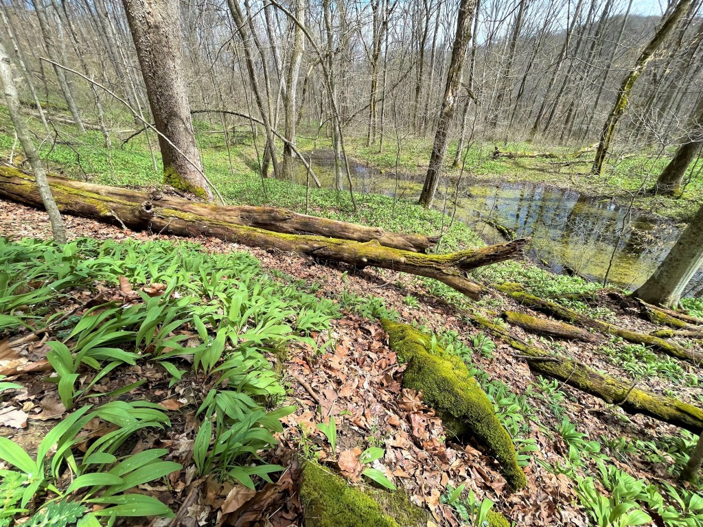 Photo of ramps growing on a wooded hillside. 