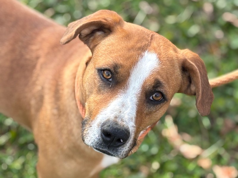 Dog of the Week: Charm