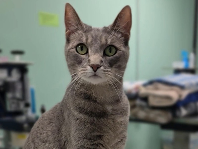Cat of the Week: Isle