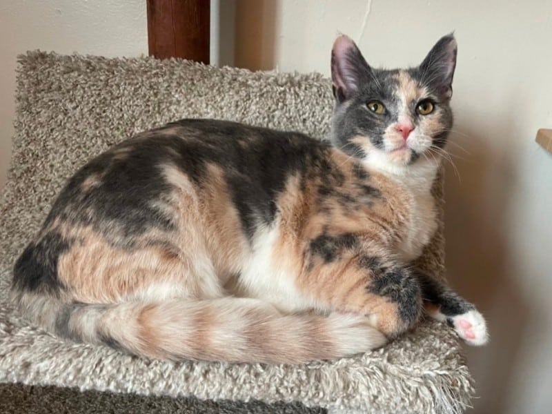 Cat of the Week: Gaia