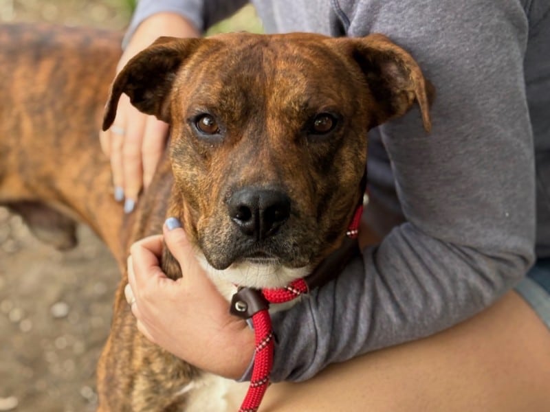 Dog of the Week: Wilson