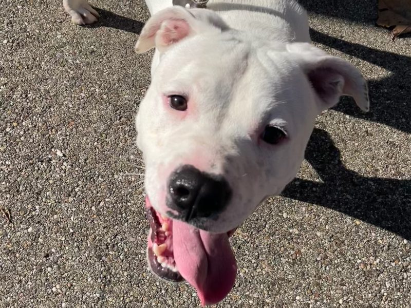 Dog of the Week: Milo