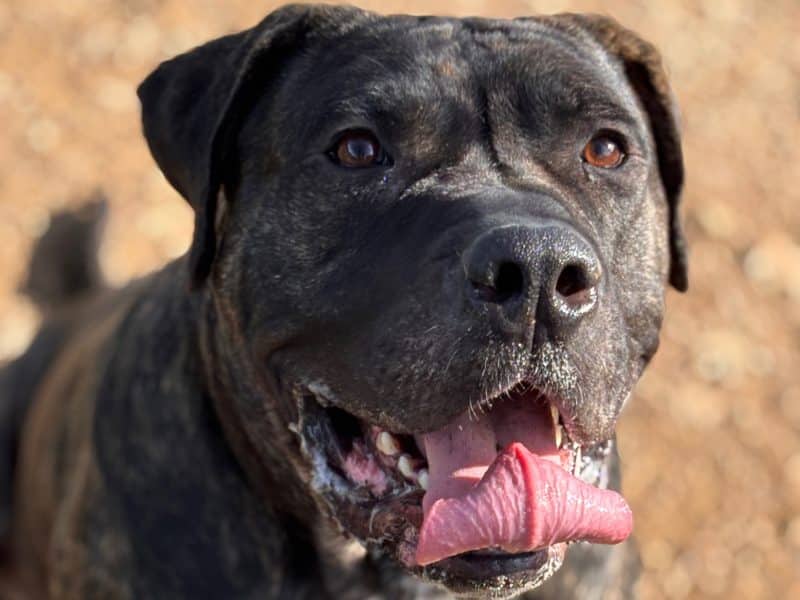 Dog of the Week: Beetle