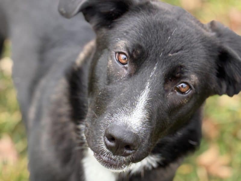 1-2-26, female australian shepherd mix, ~1yo, 50#, FOUND on Oakdale Rd, Glouster.