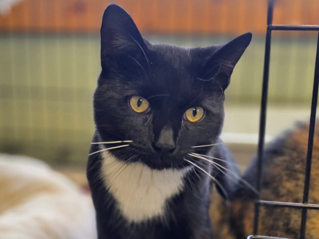 Romeo – male, 1 year old