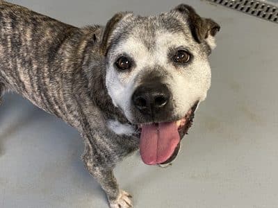 Adoptable dog: Steel, male terrier mix, ~8-10yo, 60#, OWNER DECEASED