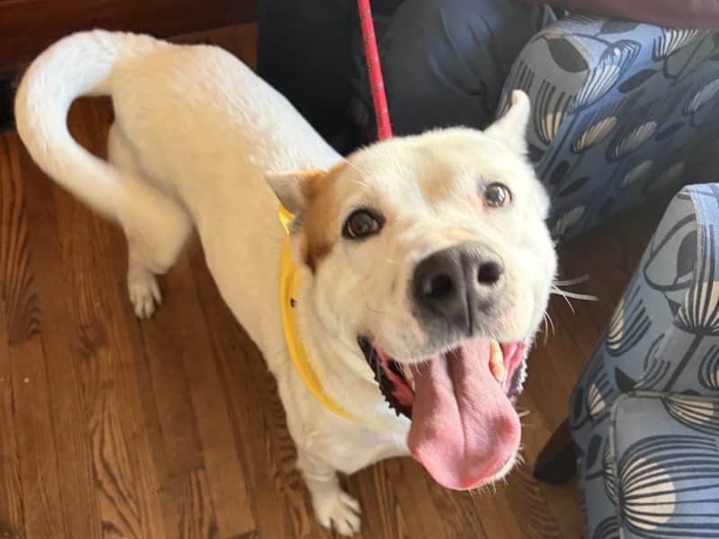 Dog of the Week: Loki